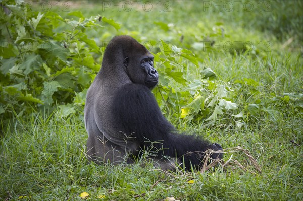 Western Lowland Gorilla (Gorilla gorilla gorilla) in reintroduction enclosure