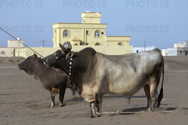 Tethered bulls waiting before a bull fight
