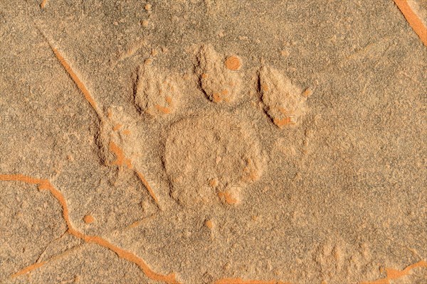 Rock engraving of a lion track