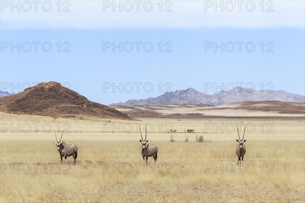 Three Gemsboks (Oryx gazella) standing in grassland