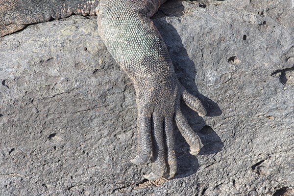 Sea Iguana or Galapagos Marine Iguana (Amblyrhynchus cristatus hassi)