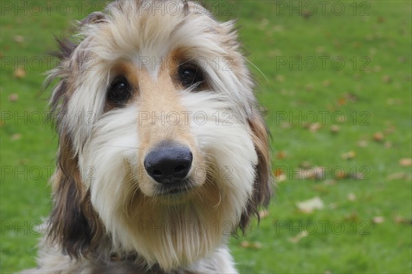 Portrait of a young Afghan Hound