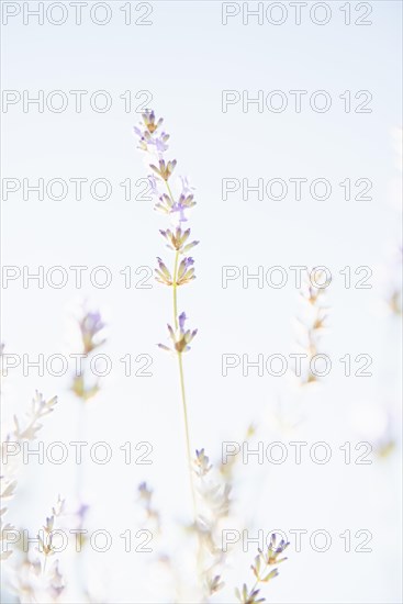 Blooming lavender flowers in organic herbal garden