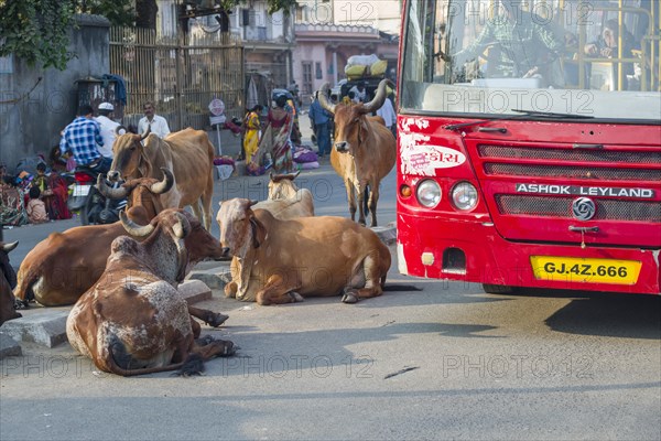 Cattle on the street blocking the traffic
