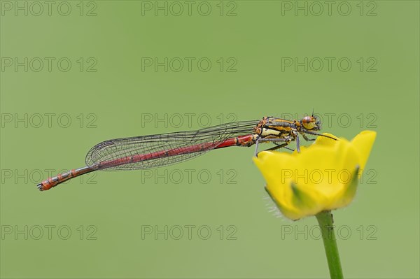 Pyrrhosoma nymphula (Pyrrhosoma nymphula)