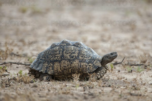 Leopard Tortoise (Geochelone pardalis)