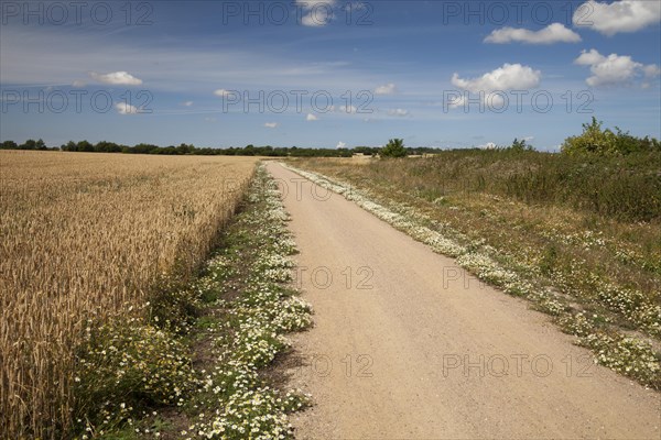 Chamomile growing along the edges of the coastal bicycle path