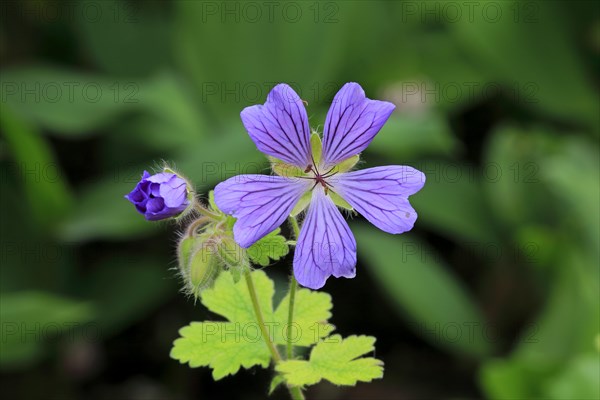 Cranesbill or Ashy Cranesbill (Geranium cinereum)