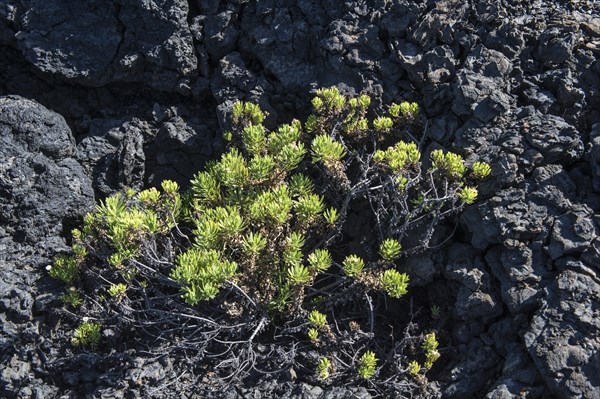 Vegetation growing on the lava rocks
