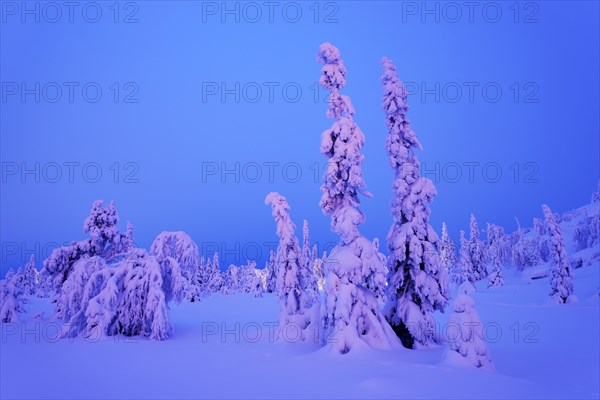 Trees in a snow-covered winter landscape