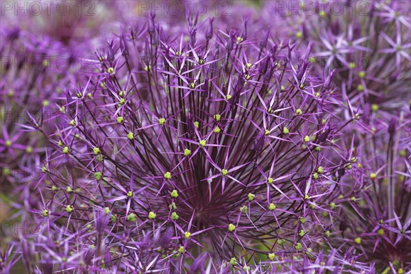 Allium