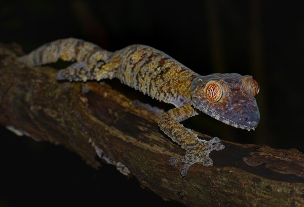 Giant Leaf-tailed Gecko (Uroplatus fimbriatus)