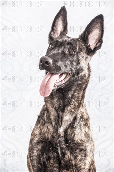 Hollandse Herdershond or Dutch Shepherd Dog