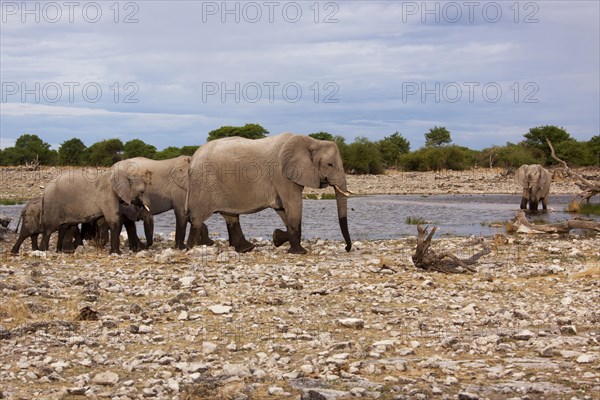 African elephants (Loxodonta africana)