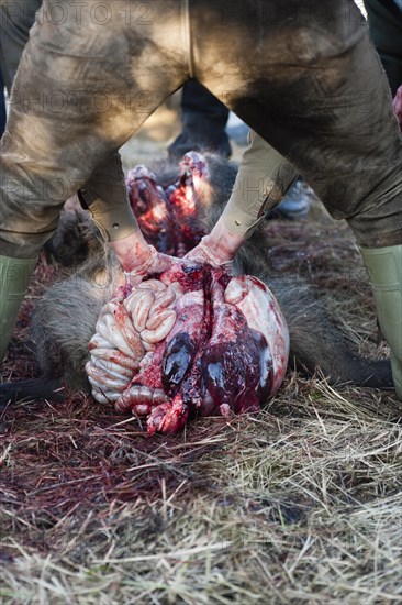 Hunter opening a wild boar