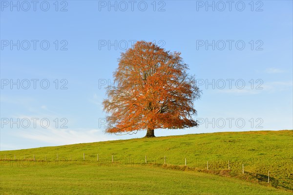 European Beech (Fagus sylvatica) in autumn