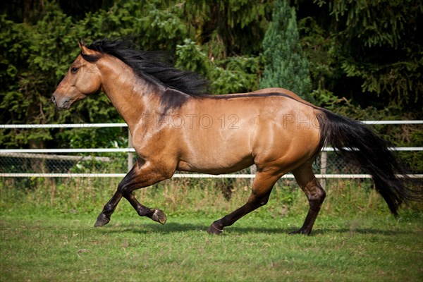 Gelding