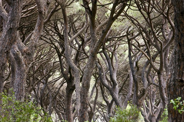 Pine forest near Castiglione della Pescaia