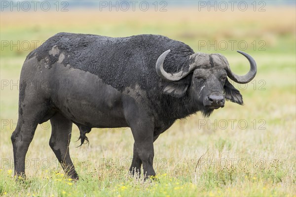 African Buffalo (Syncerus caffer)
