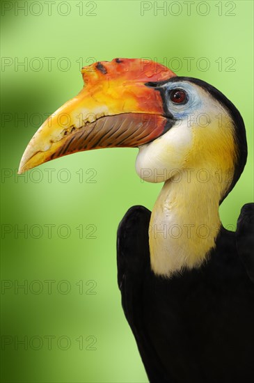 Wrinkled Hornbill (Aceros corrugatus)