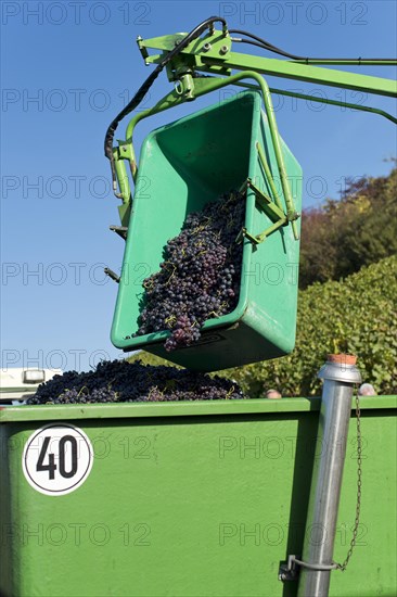 Harvested grapes are collected on tractor trailers
