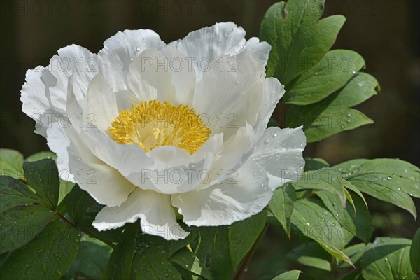 Tree Peony (Paeonia suffruticosa 'Godaishu')