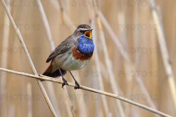Bluethroat (Luscinia svecica cyanecula)