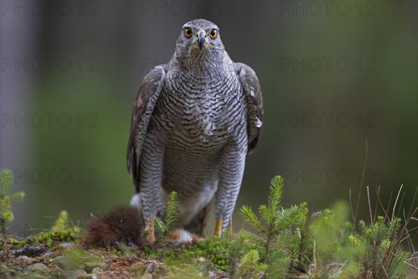 Northern Goshawk (Accipiter gentilis) with a captured squirrel