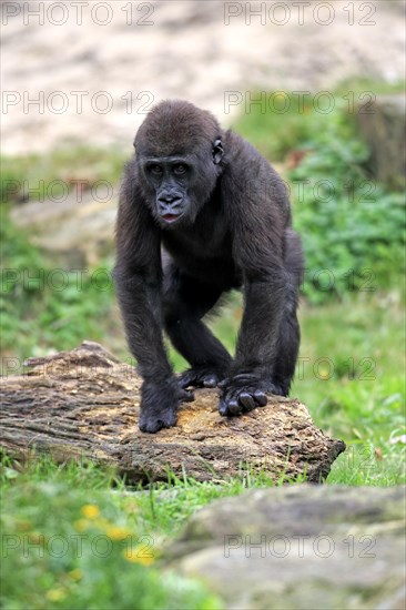 Western Lowland Gorilla (Gorilla gorilla gorilla)