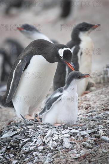 Gentoo Penguin (Pygoscelis papua) and chick at the nest
