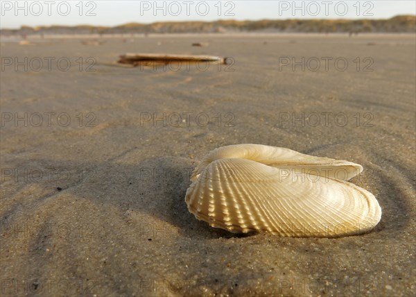 False Angel Wing or American Piddock (Petricola pholadiformis)