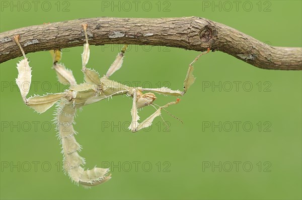 Giant Prickly Stick Insect (Extatosoma tiaratum)