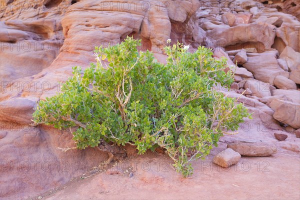 Common Myrtle plant (Myrtus communis)
