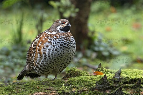 Hazel Grouse (Bonasa bonasia)