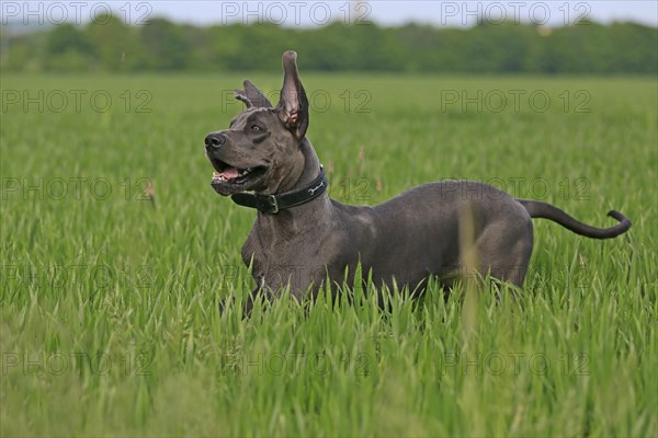 Great Dane in the grass