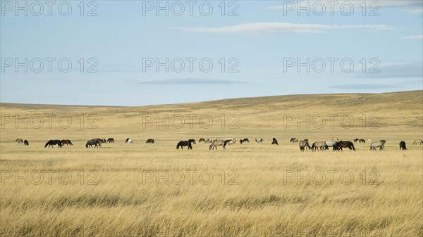 Horse herd in the steppe landscape