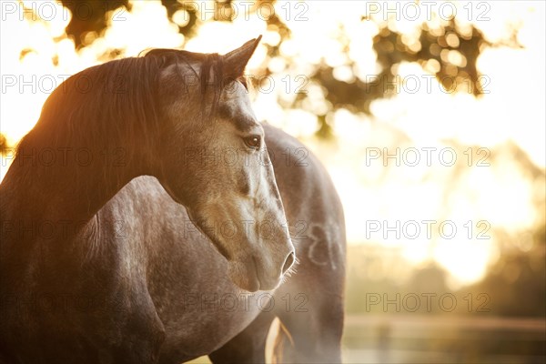 PRE gelding