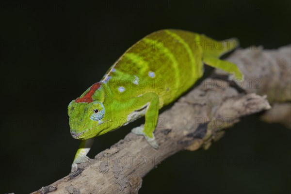 Petter's Chameleon (Furcifer petteri)