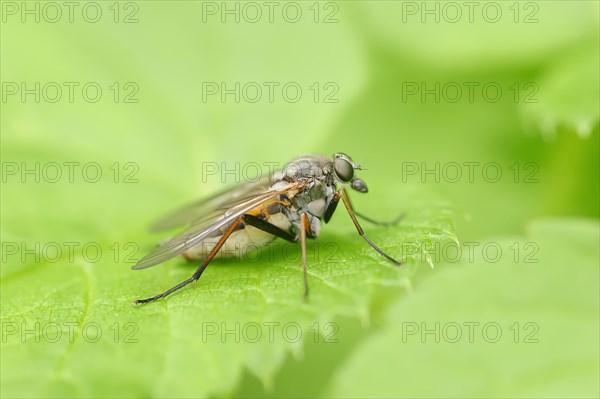 Large Fleck-winged Snipefly (Rhagio notatus)