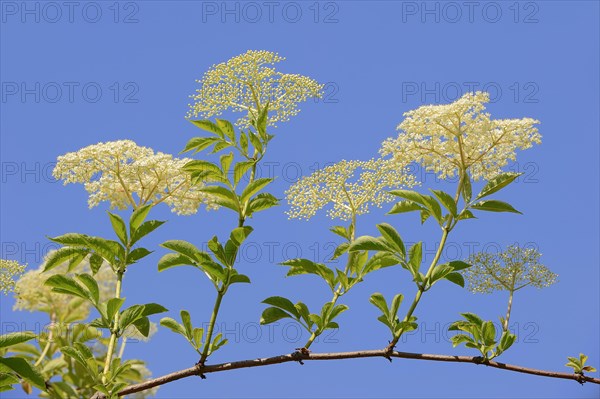 European elderberry (Sambucus nigra)