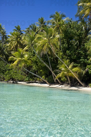 Lagoon with a sandy beach and palm trees