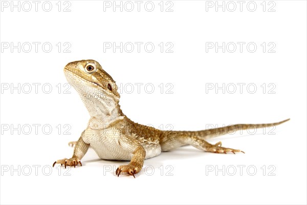 Dwarf Bearded Dragon (Pogona minor)