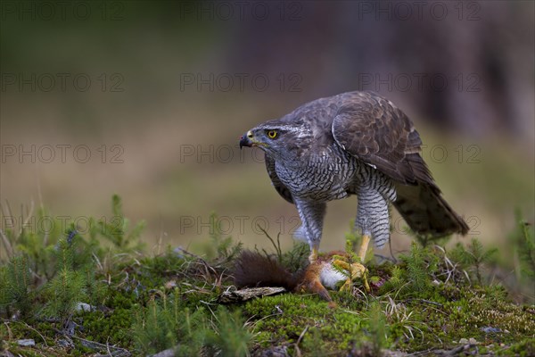 Northern Goshawk (Accipiter gentilis) with a captured squirrel