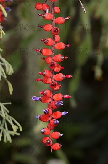 Bromeliad (Aechmea victoriana)