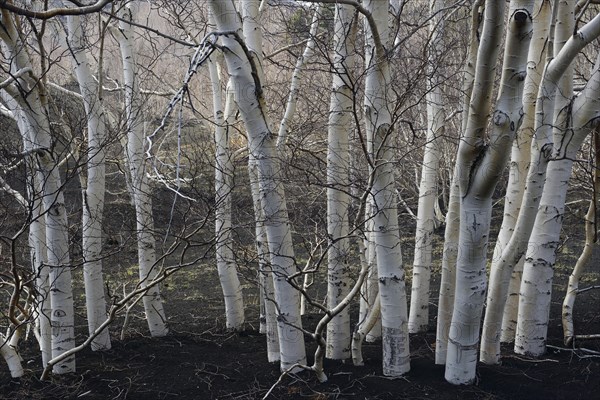 Etna Birches (Betula aetnensis)