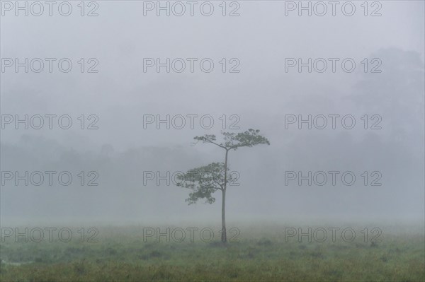 Cloudburst over a clearing in the rainforest