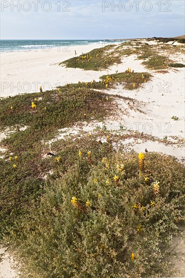 Yellow flowering Desert Broomrape plants (Cistanche deserticola) on Varandinha Beach