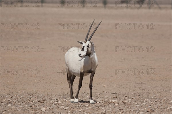 Arabian Oryx (Oryx leucoryx)