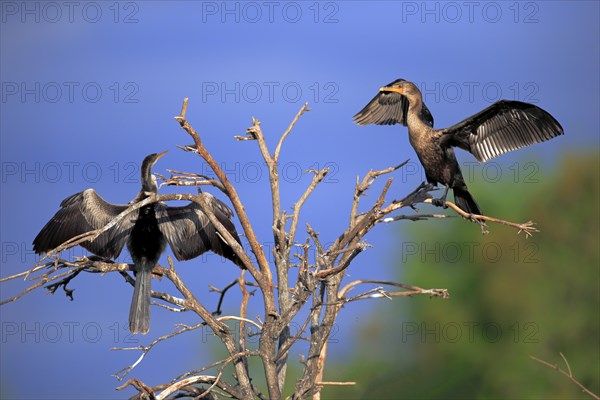 Two Double-crested Cormorants (Phalacrocorax auritus)