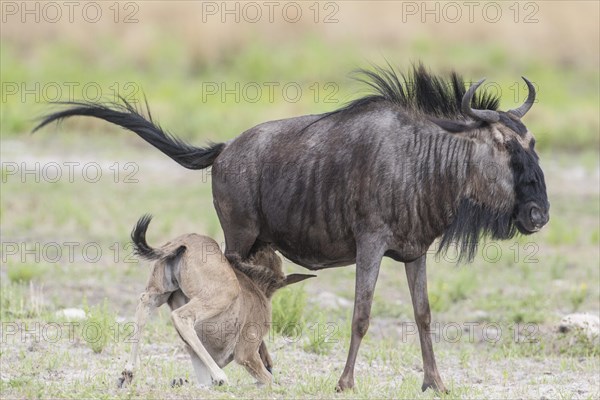 Blue Wildebeest (Connochaetes taurinus) suckling calf
